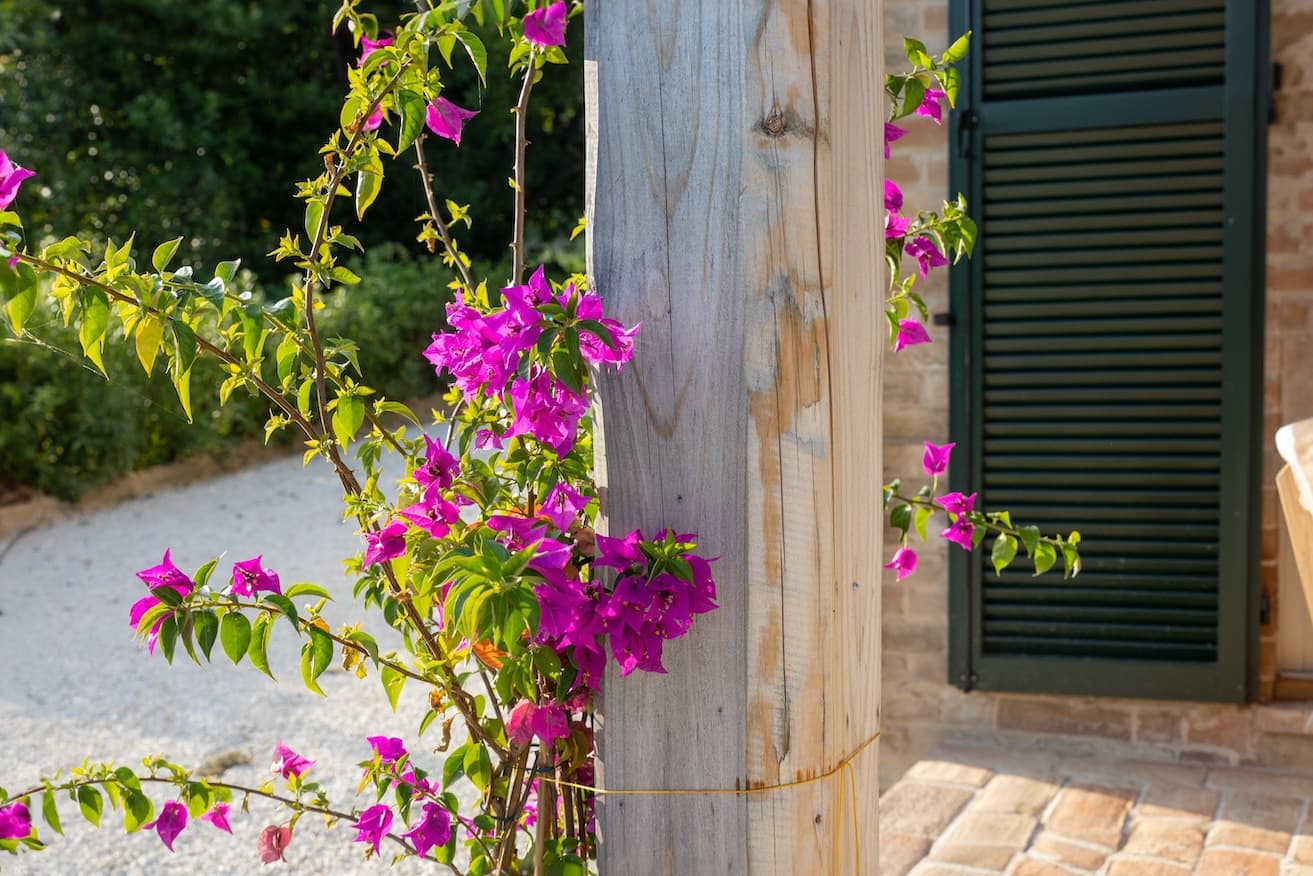 Bougainvillea at Casa Raffaela