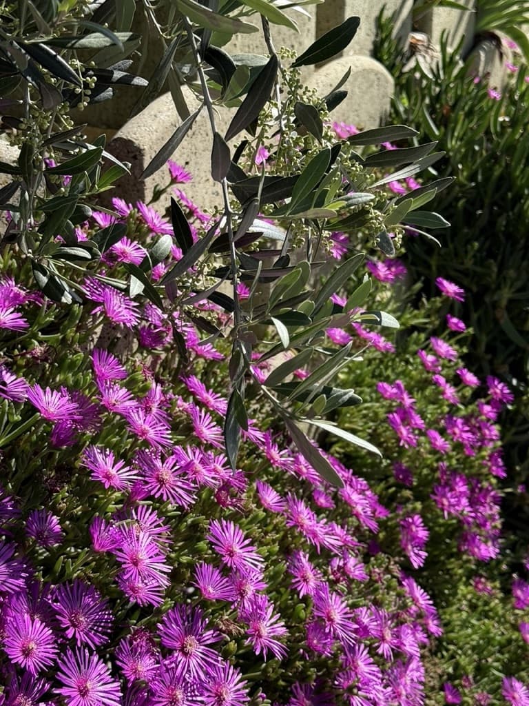 Blooming garden of Casa Raffaela, Italy