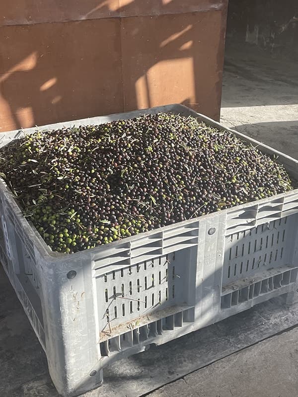 Crate of freshly harvested olives at Casa Raffaela