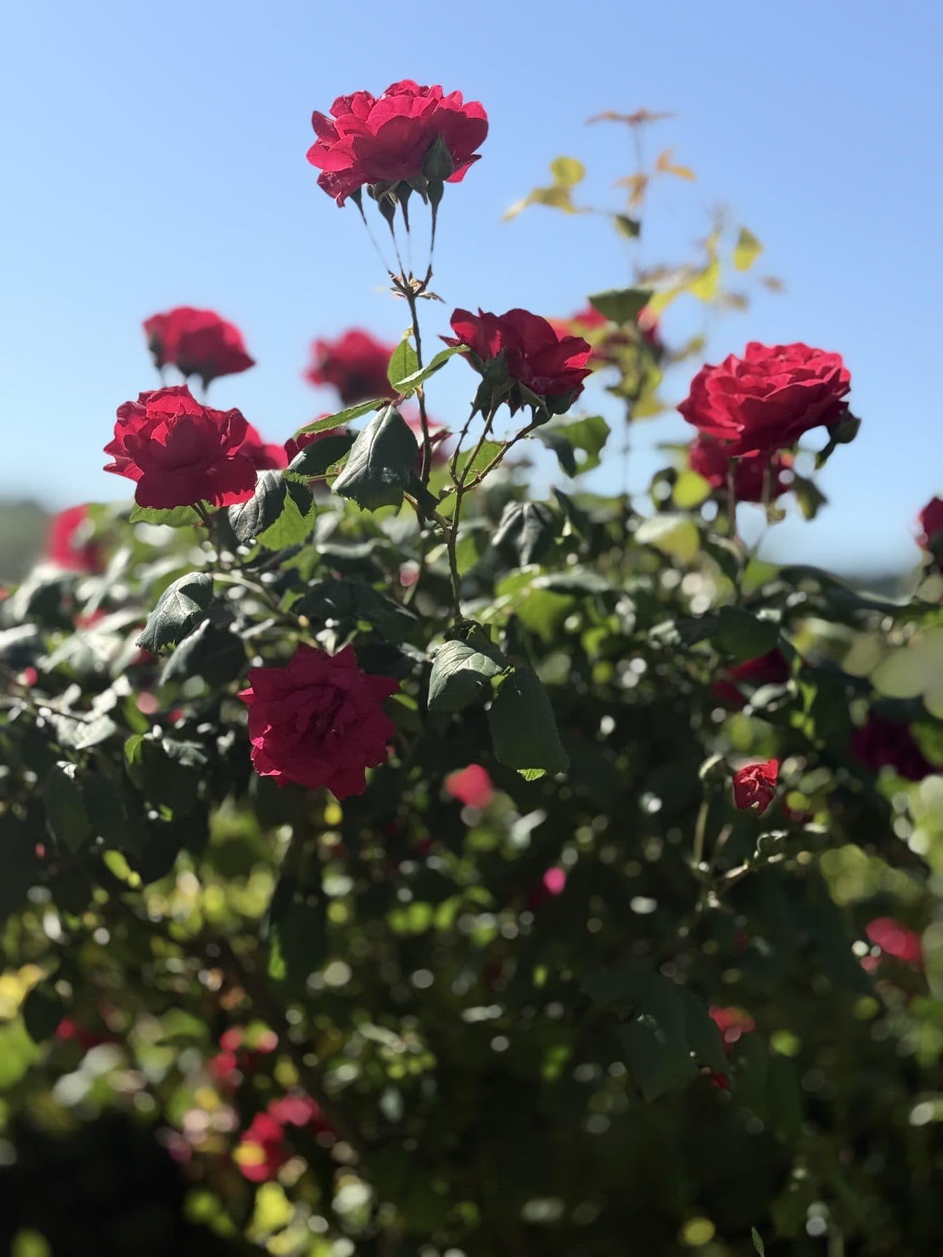 Rode rozen in de tuin van Casa Raffaela